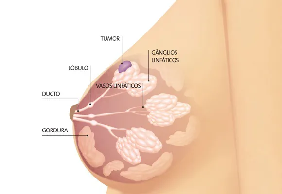 Anatomia do seio